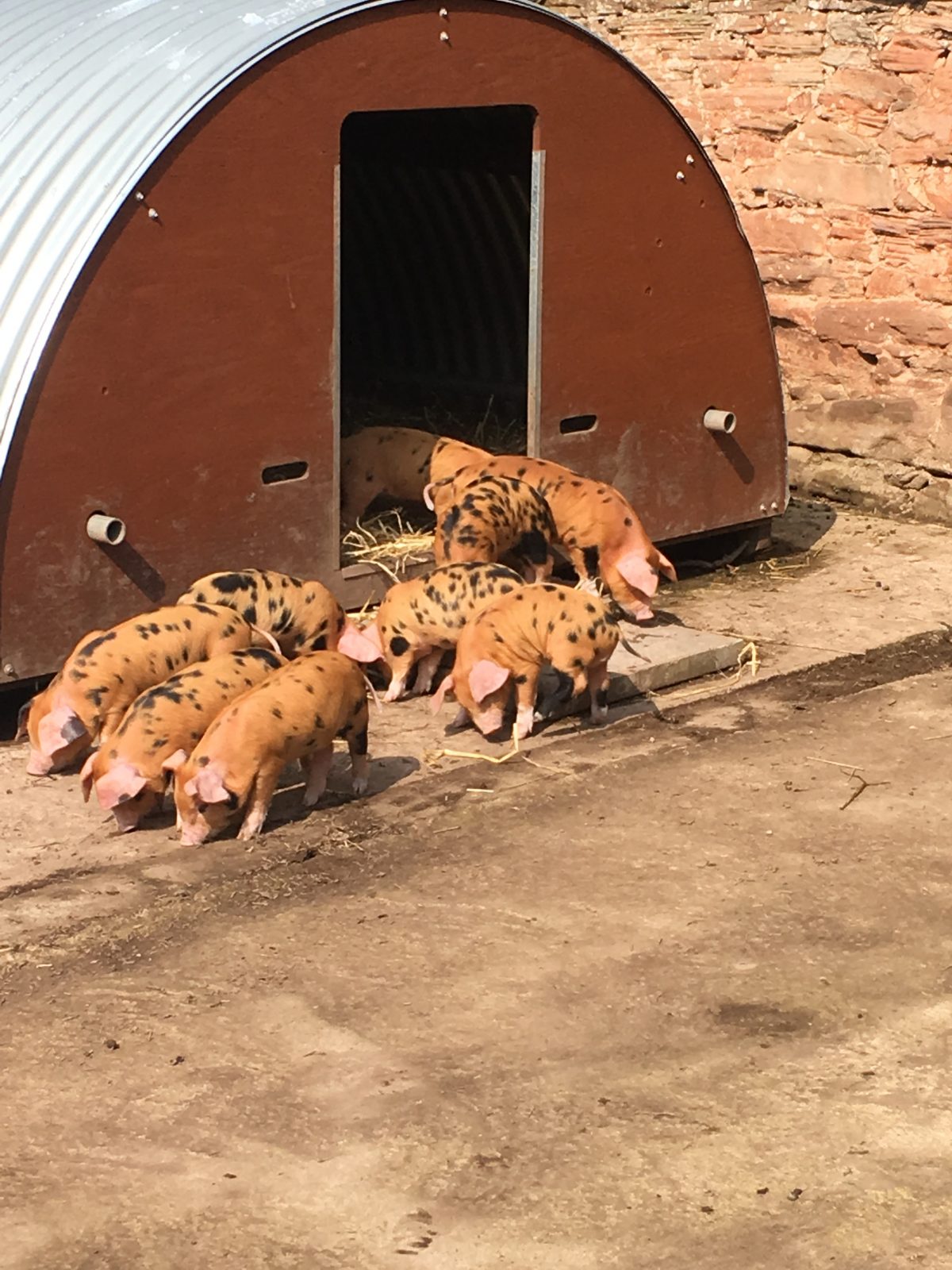 New Piglets settling in